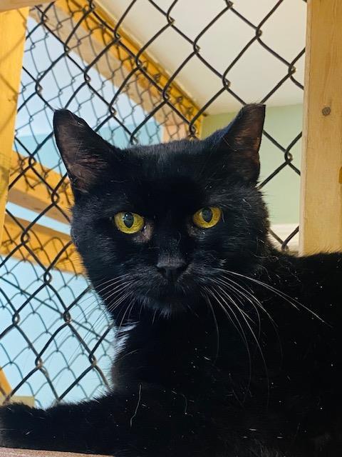Enlarge Tobias, a Adoptable mixed breed in Beacon, NY image 1/1