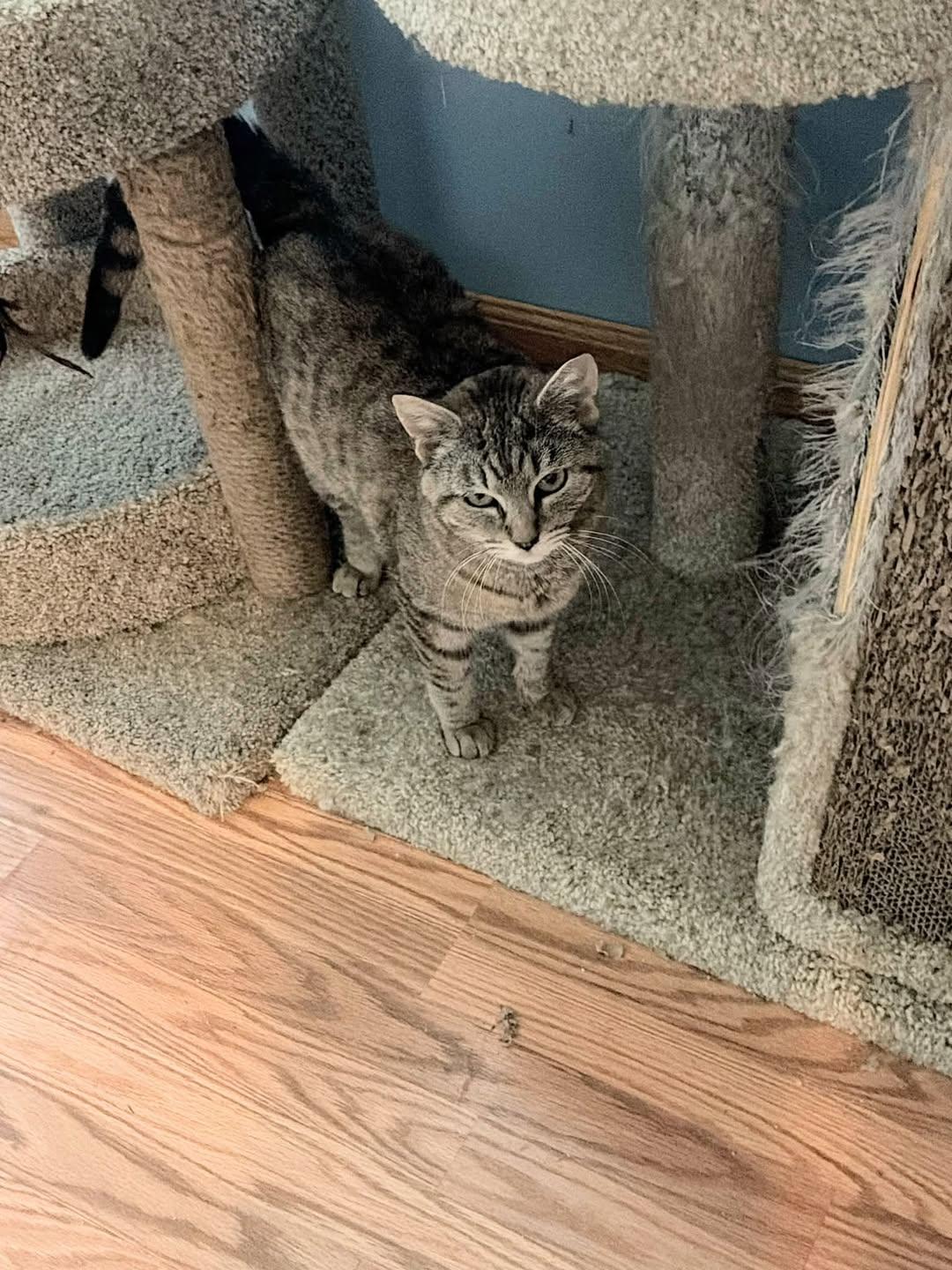 Jasmine ADOPTION FEE WAIVED with approved applicaiton, Adoptable, Adult Female Domestic Short Hair.