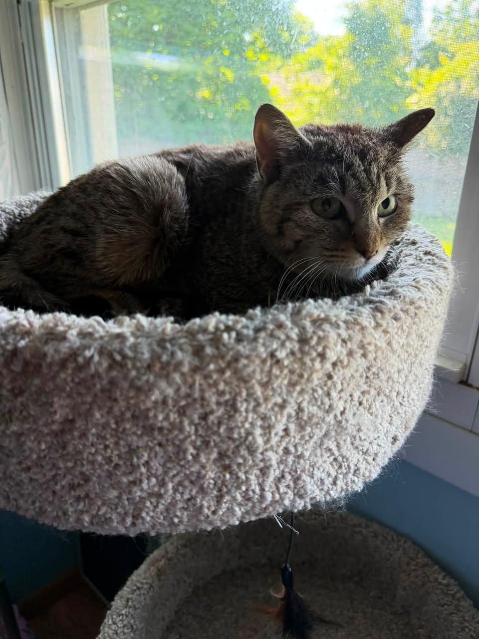 Jasmine ADOPTION FEE WAIVED with approved applicaiton, Adoptable, Adult Female Domestic Short Hair.