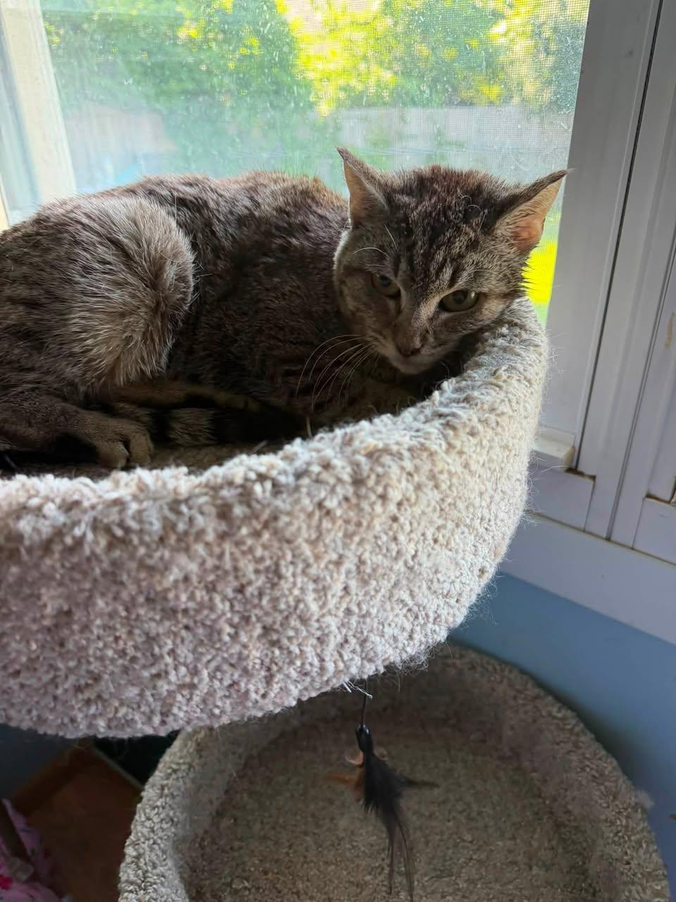 Jasmine ADOPTION FEE WAIVED with approved applicaiton, a Adoptable Domestic Short Hair in Enfield, CT image 2/2