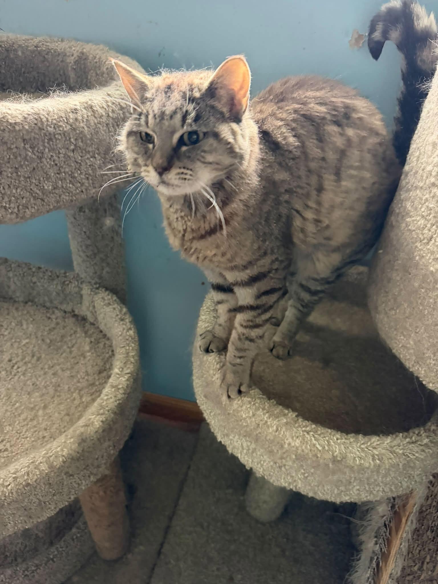 Enlarge Jasmine ADOPTION FEE WAIVED with approved applicaiton, a Adoptable Domestic Short Hair in Enfield, CT image 4/4