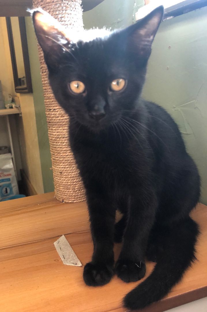 Enlarge Baxter, a Adoptable Domestic Short Hair in Watonga, OK image 1/6