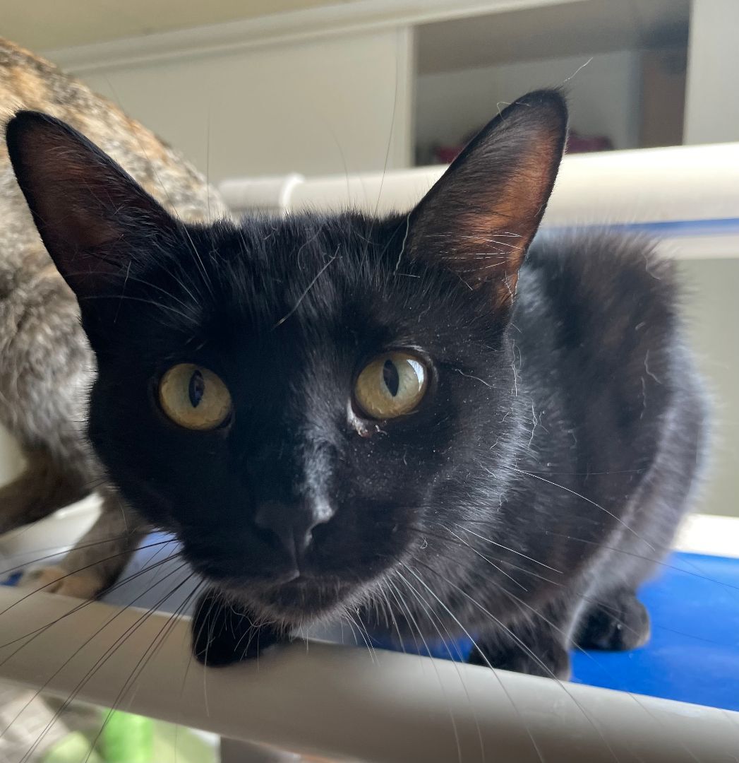 Enlarge Baxter, a Adoptable Domestic Short Hair in Watonga, OK image 2/6