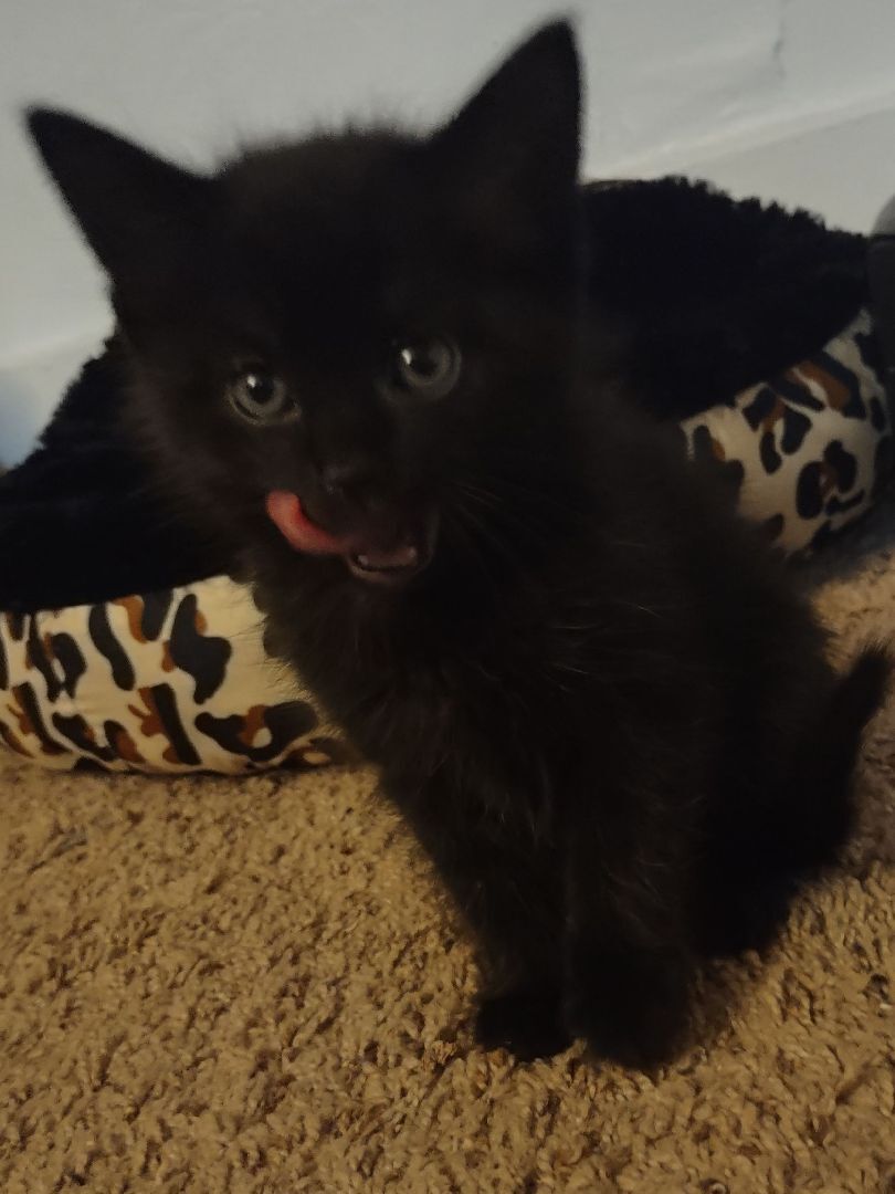 Enlarge Baxter, a Adoptable Domestic Short Hair in Watonga, OK image 3/6