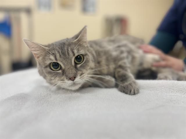 Enlarge YARA, a Adoptable Domestic Short Hair in Aliquippa, PA image 1/1