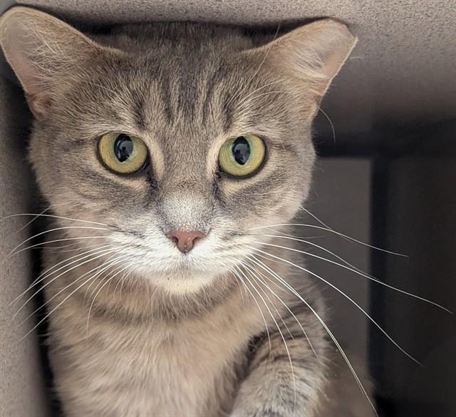 YARA, Adoptable, Young Female Domestic Short Hair.