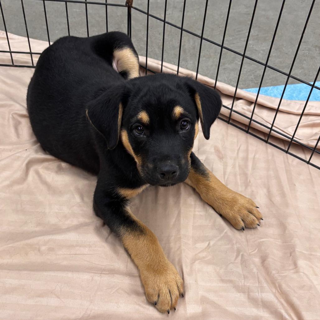 Dusty, Adoptable, Puppy Male German Shepherd Dog & Black Labrador Retriever.
