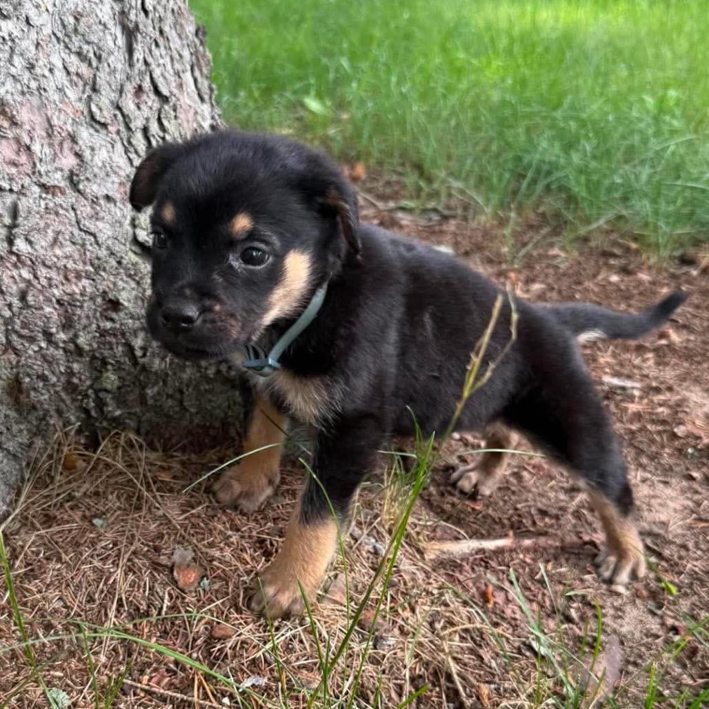 Dusty, a Adoptable Shepherd in Brainerd, MN image 1/2