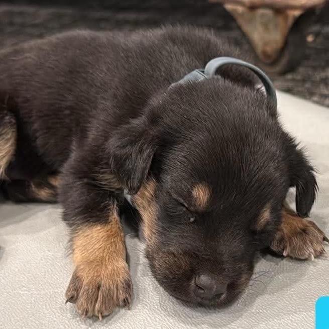 Dusty, a Adoptable Shepherd in Brainerd, MN image 2/2