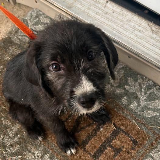 Barnaby the doodle puppy, a Adoptable Labradoodle in Muskego, WI image 2/2