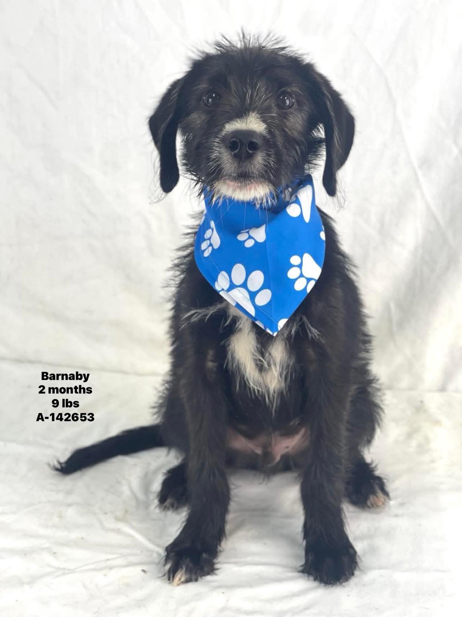 Barnaby the doodle puppy, Adoptable, Puppy Male Labradoodle.