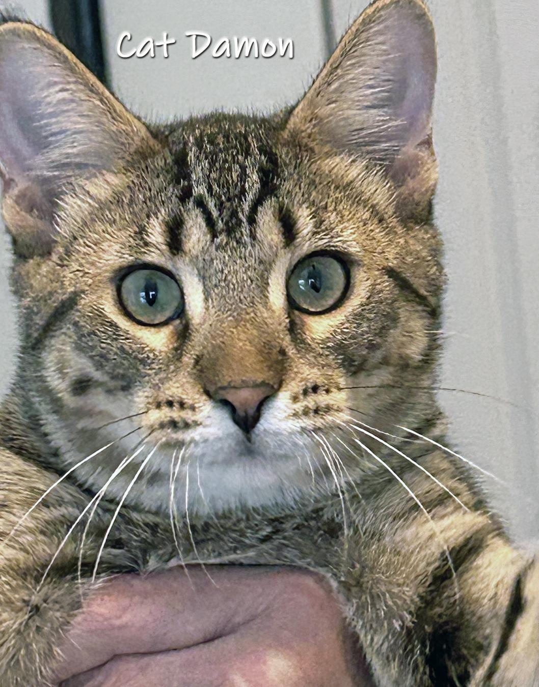 Cat Damon, Adoptable, Kitten Male Domestic Short Hair.