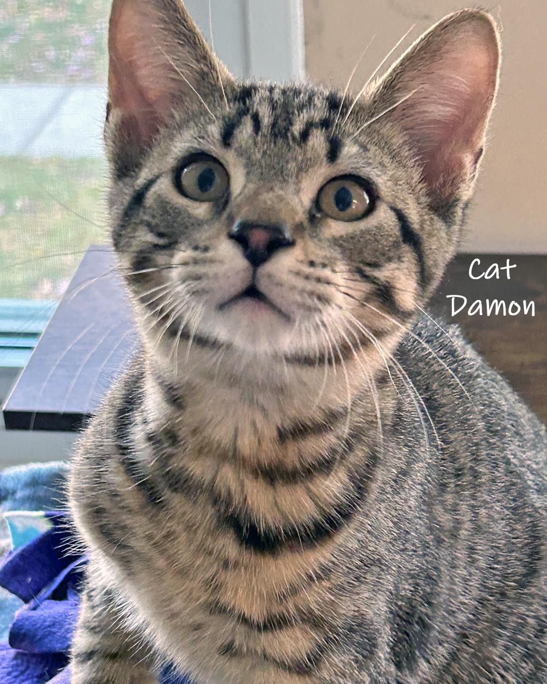 Cat Damon, a Adoptable Domestic Short Hair in Chicago, IL image 4/4