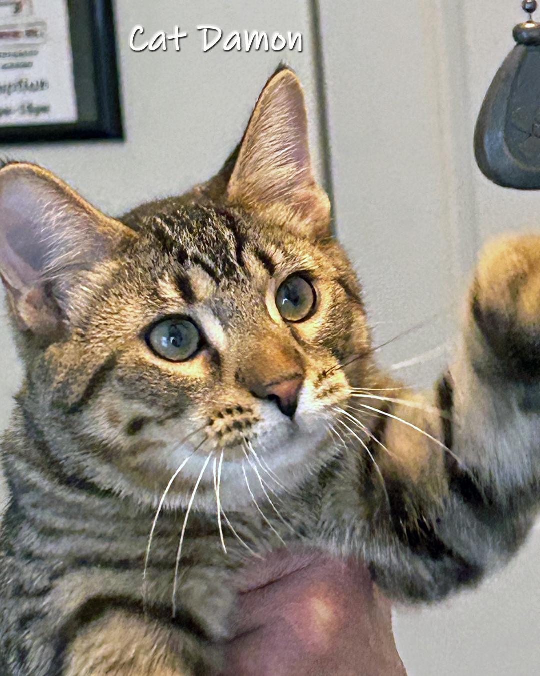 Cat Damon, a Adoptable Domestic Short Hair in Chicago, IL image 3/4