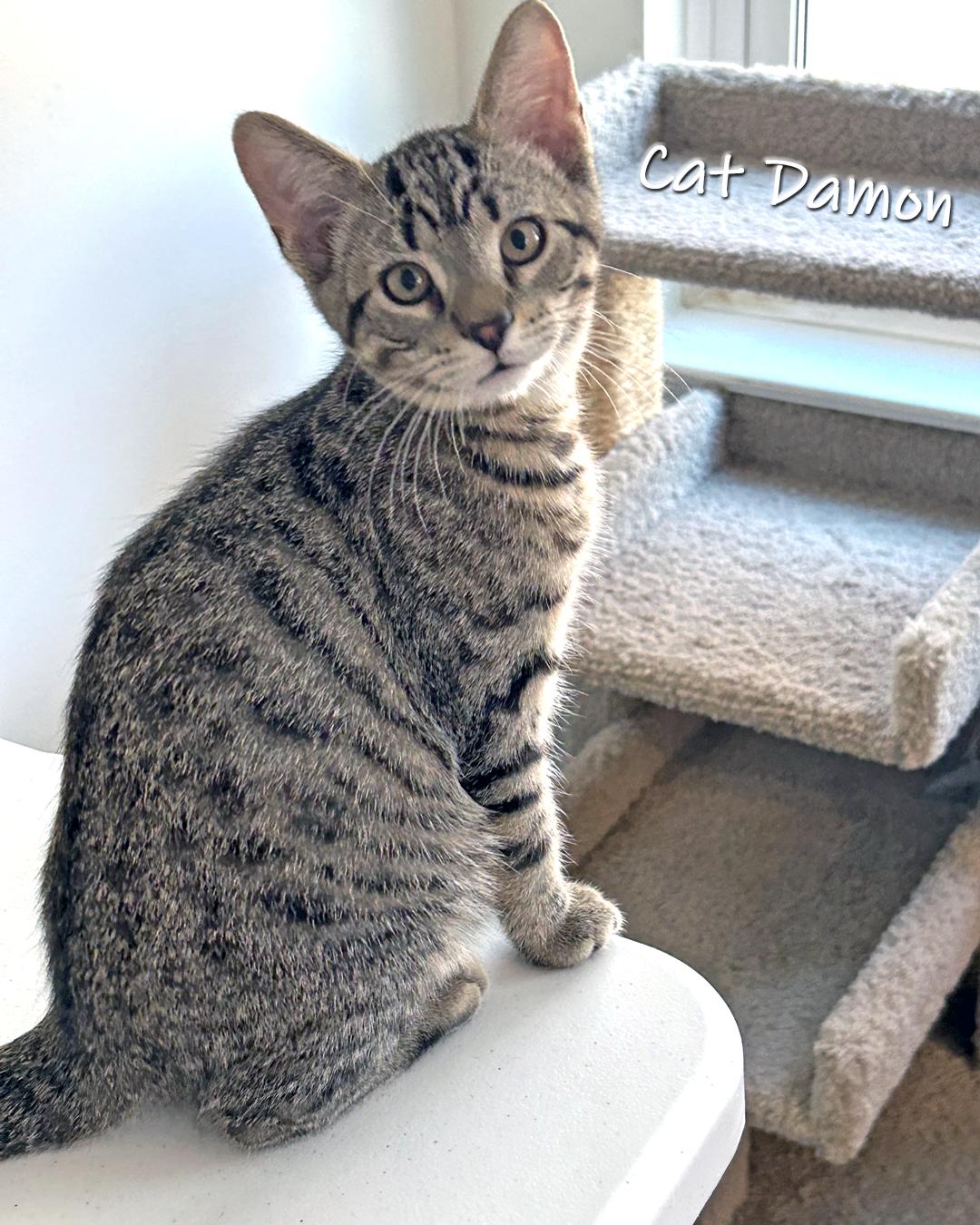 Cat Damon, a Adoptable Domestic Short Hair in Chicago, IL image 1/4
