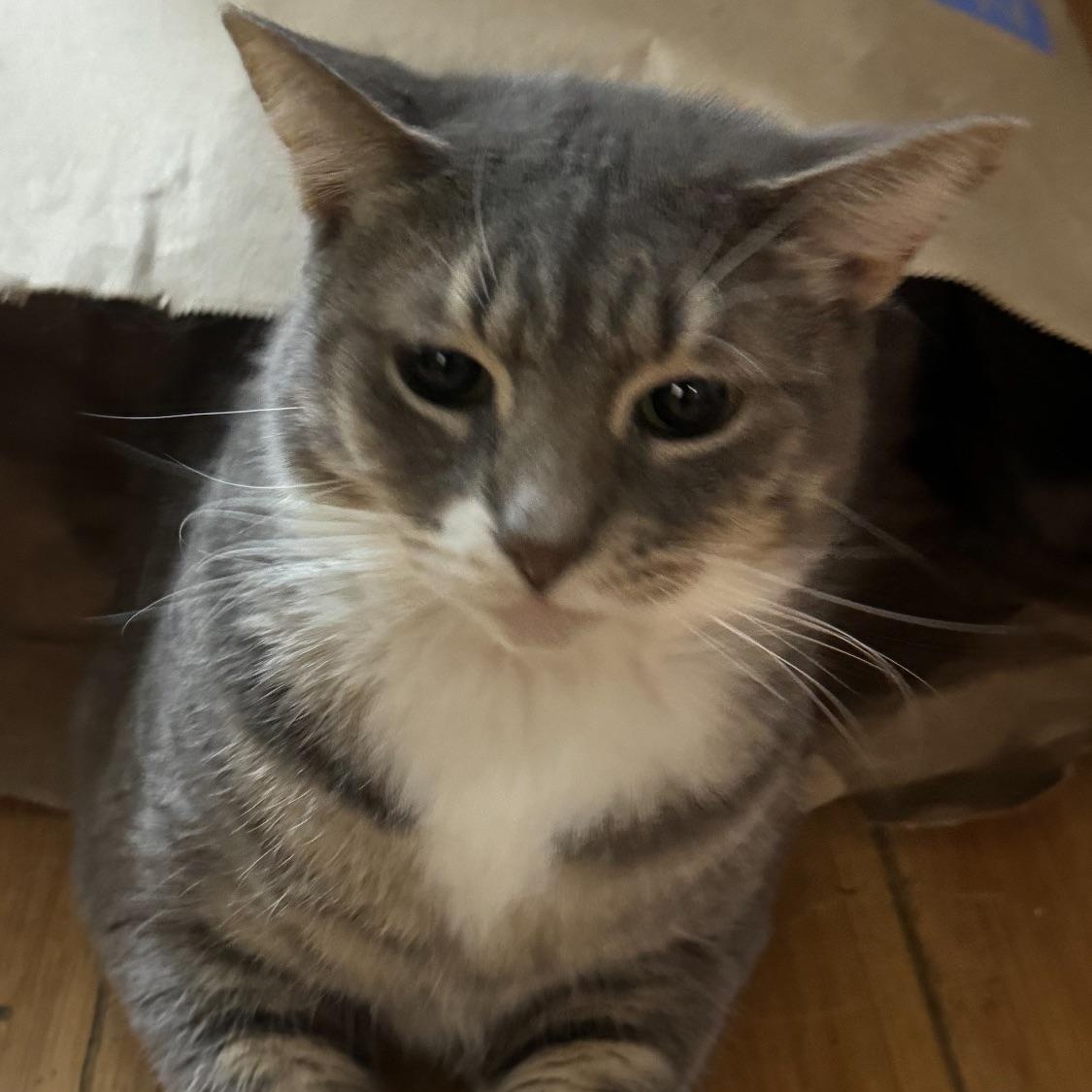 Mercedes, Adopted, Adult Female Domestic Short Hair.