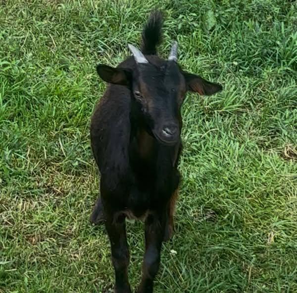 Obe, Adopted, Young Male Goat & Goat.