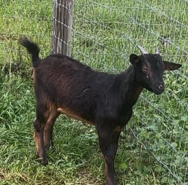 Enlarge Obe, a Adopted mixed breed in Mouth Of Wilson, VA image 2/3