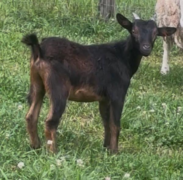 Enlarge Obe, a Adopted mixed breed in Mouth Of Wilson, VA image 3/3