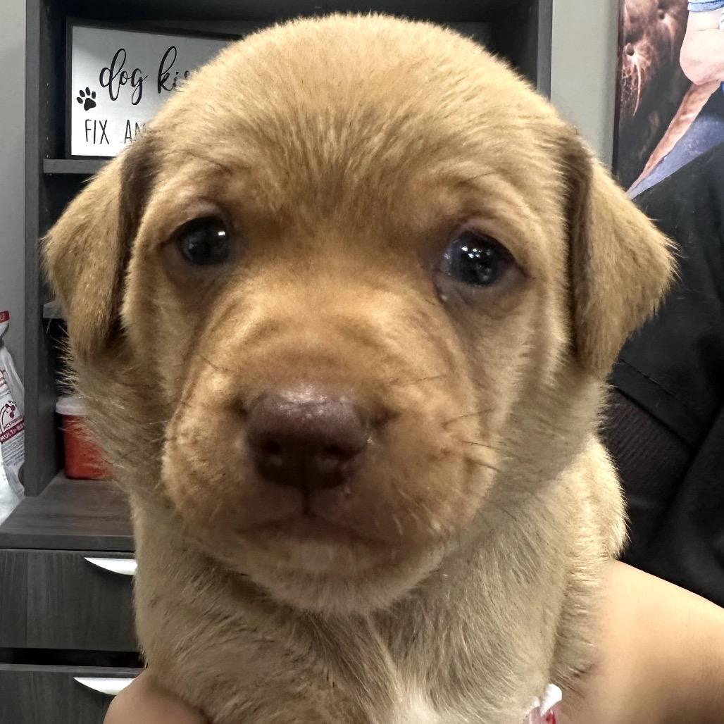 Enlarge Joey, a Adoptable Mixed Breed in Midland, TX image 1/1