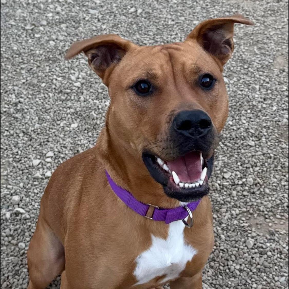 Enlarge Squiggy, a Adoptable mixed breed in Warren, OH image 1/3