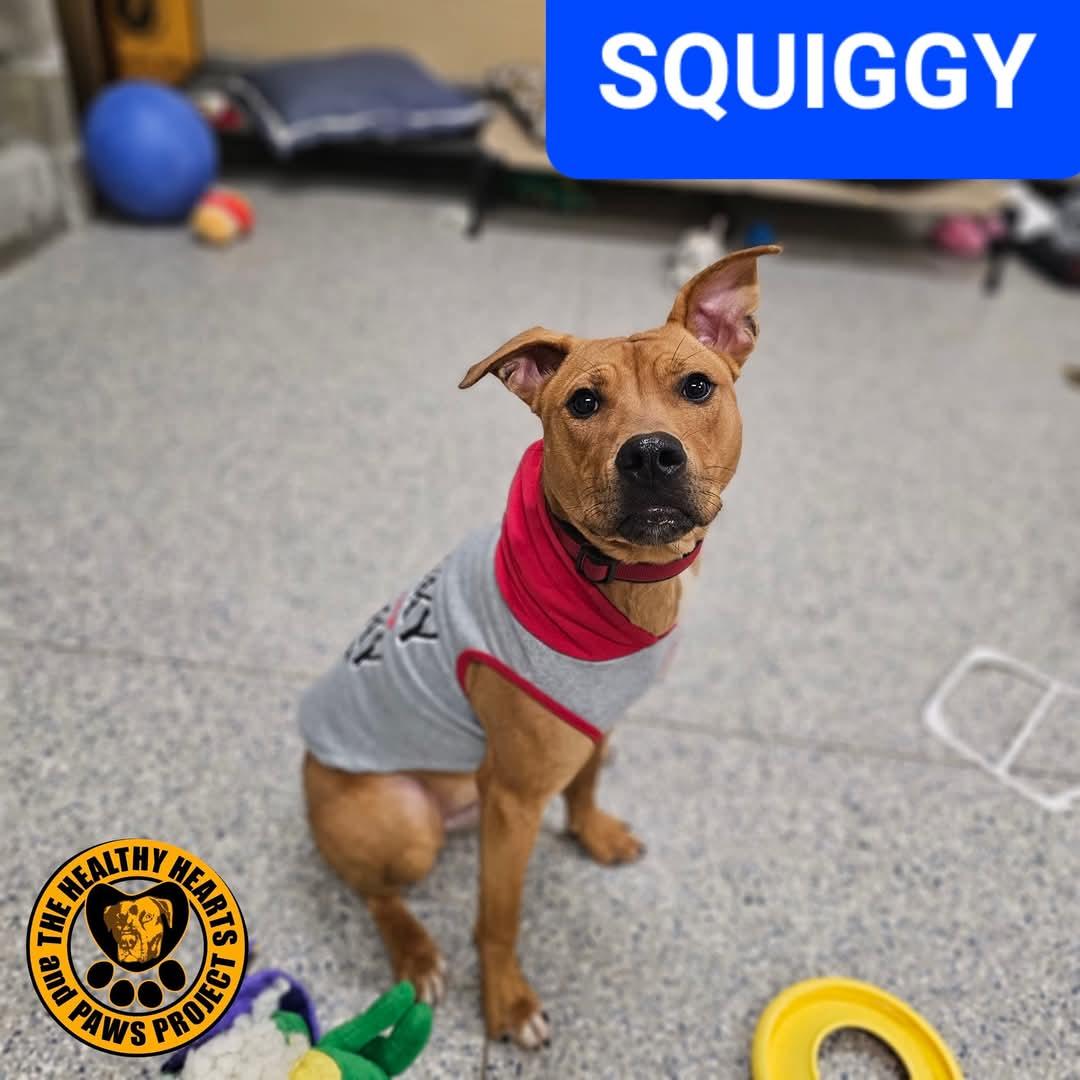 Enlarge Squiggy, a Adoptable mixed breed in Warren, OH image 2/3