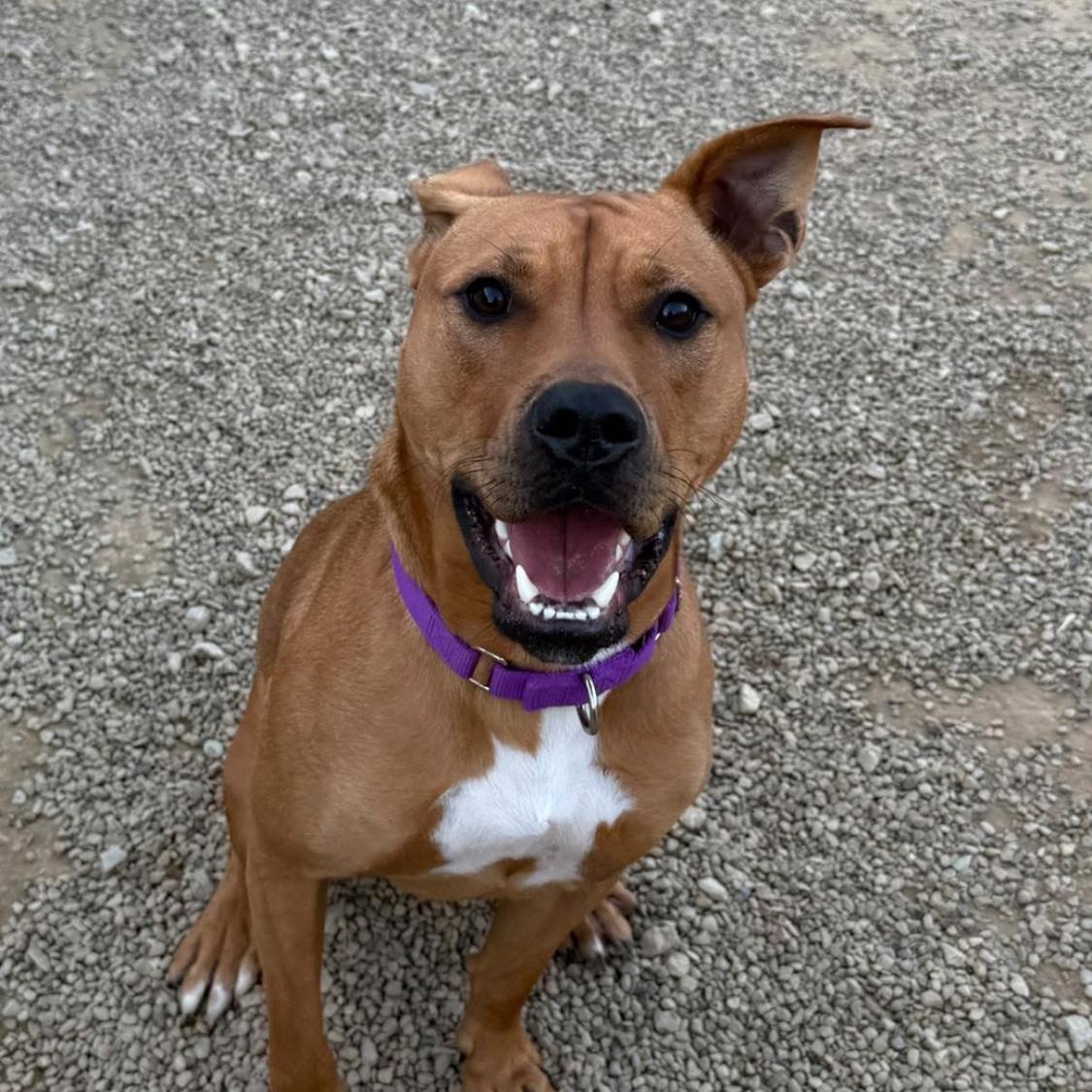 Enlarge Squiggy, a Adoptable mixed breed in Warren, OH image 3/3