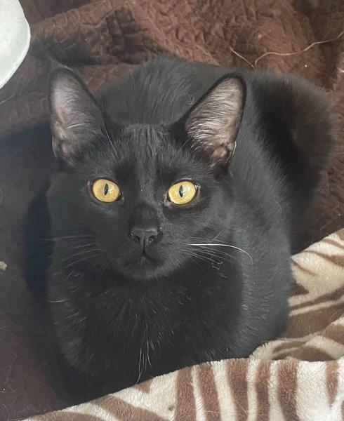 Cody, ADOPTABLE, Kitten Male Domestic Short Hair.