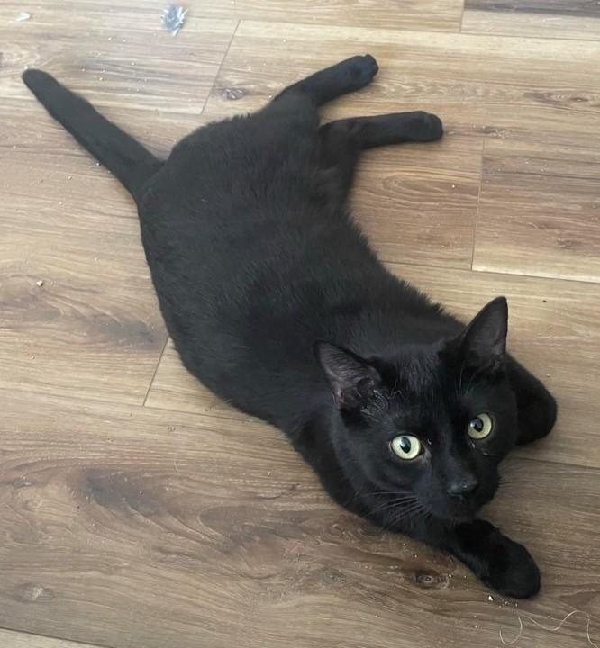 Enlarge Cody, a ADOPTABLE Domestic Short Hair in Menasha, WI image 2/4