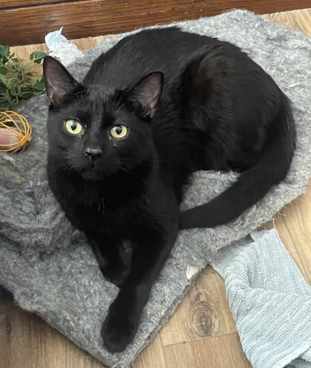 Enlarge Cody, a ADOPTABLE Domestic Short Hair in Menasha, WI image 3/4
