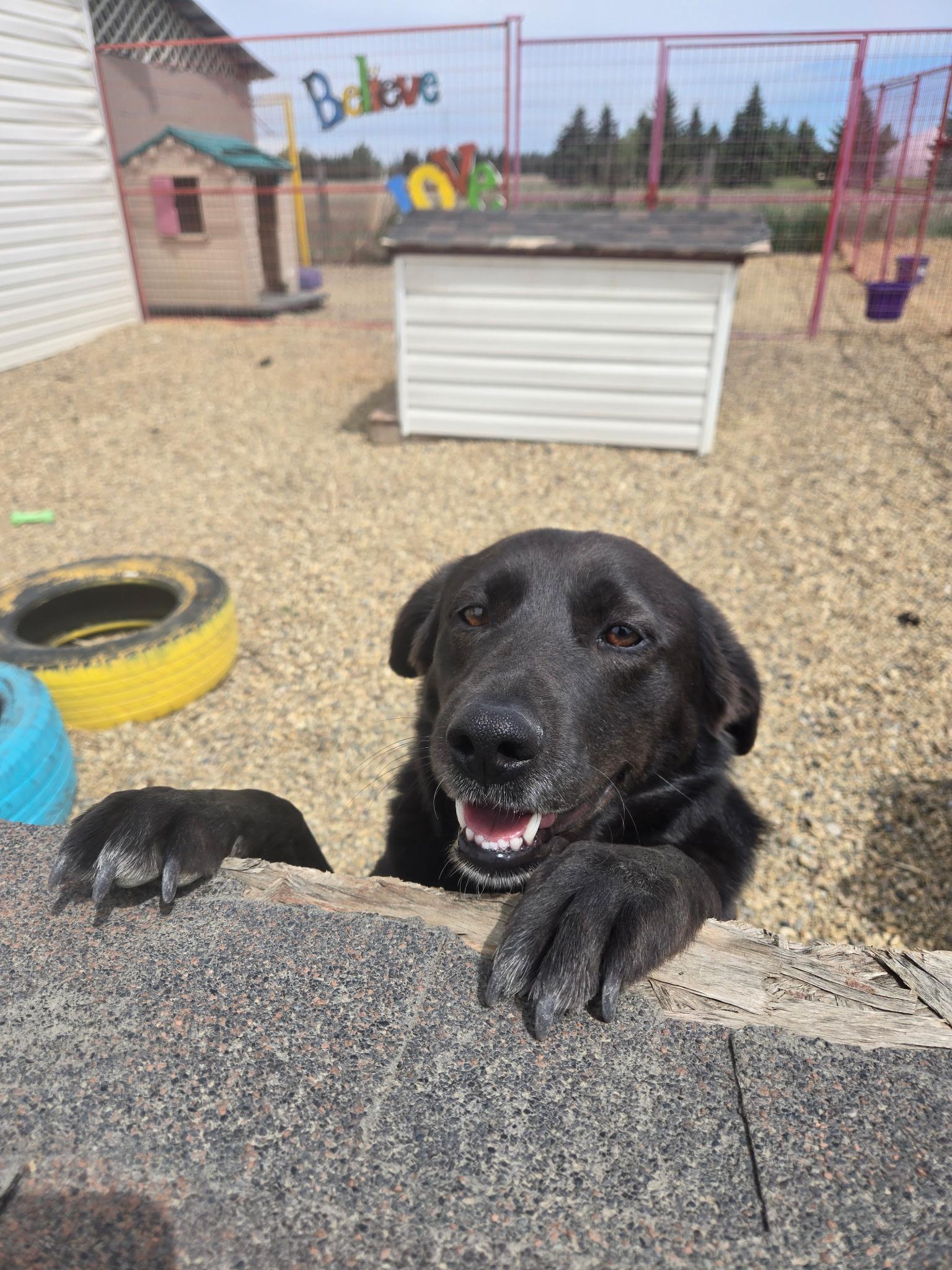 Harley, a ADOPTABLE mixed breed in Lacombe, AB image 2/5