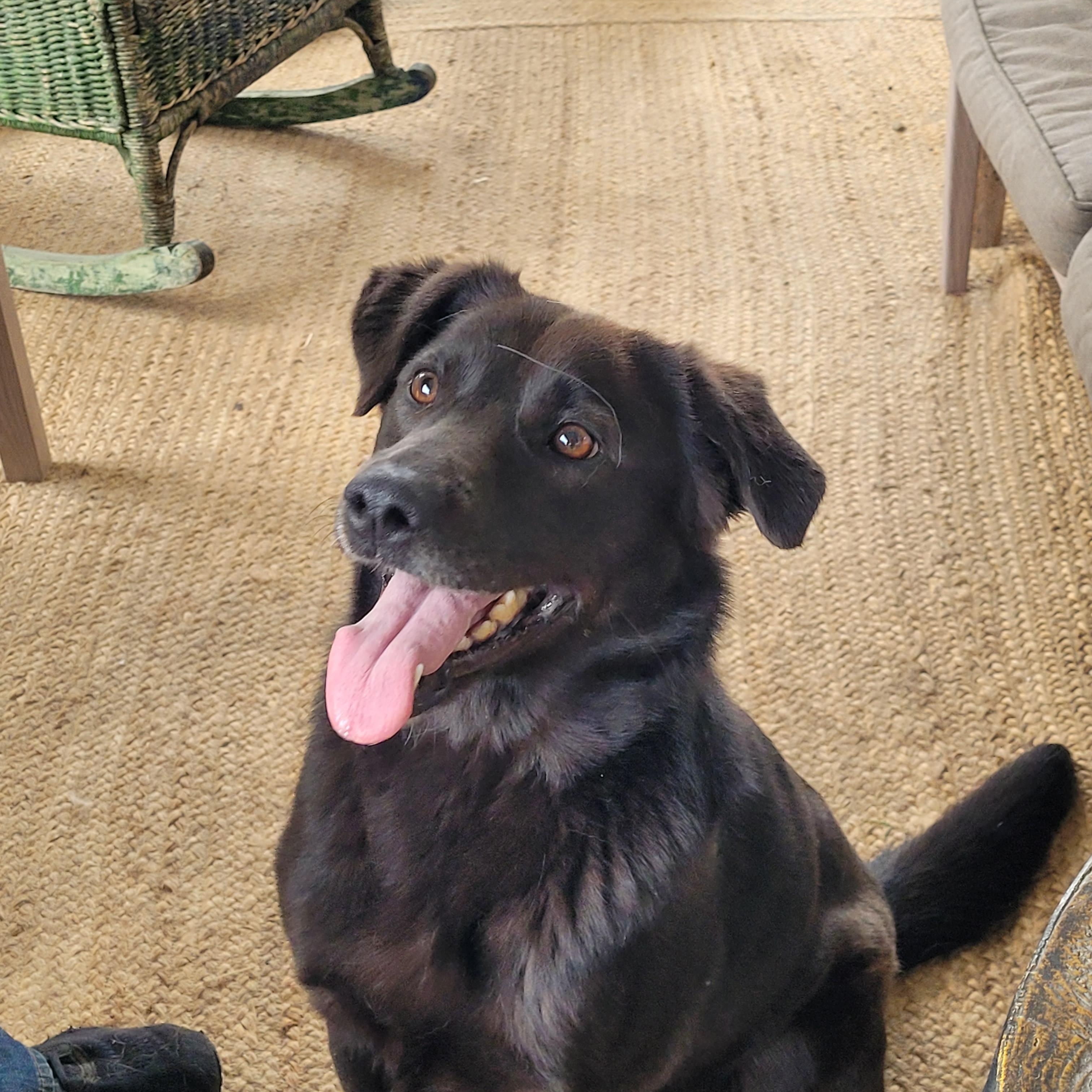 Harley, a ADOPTABLE mixed breed in Lacombe, AB image 3/5