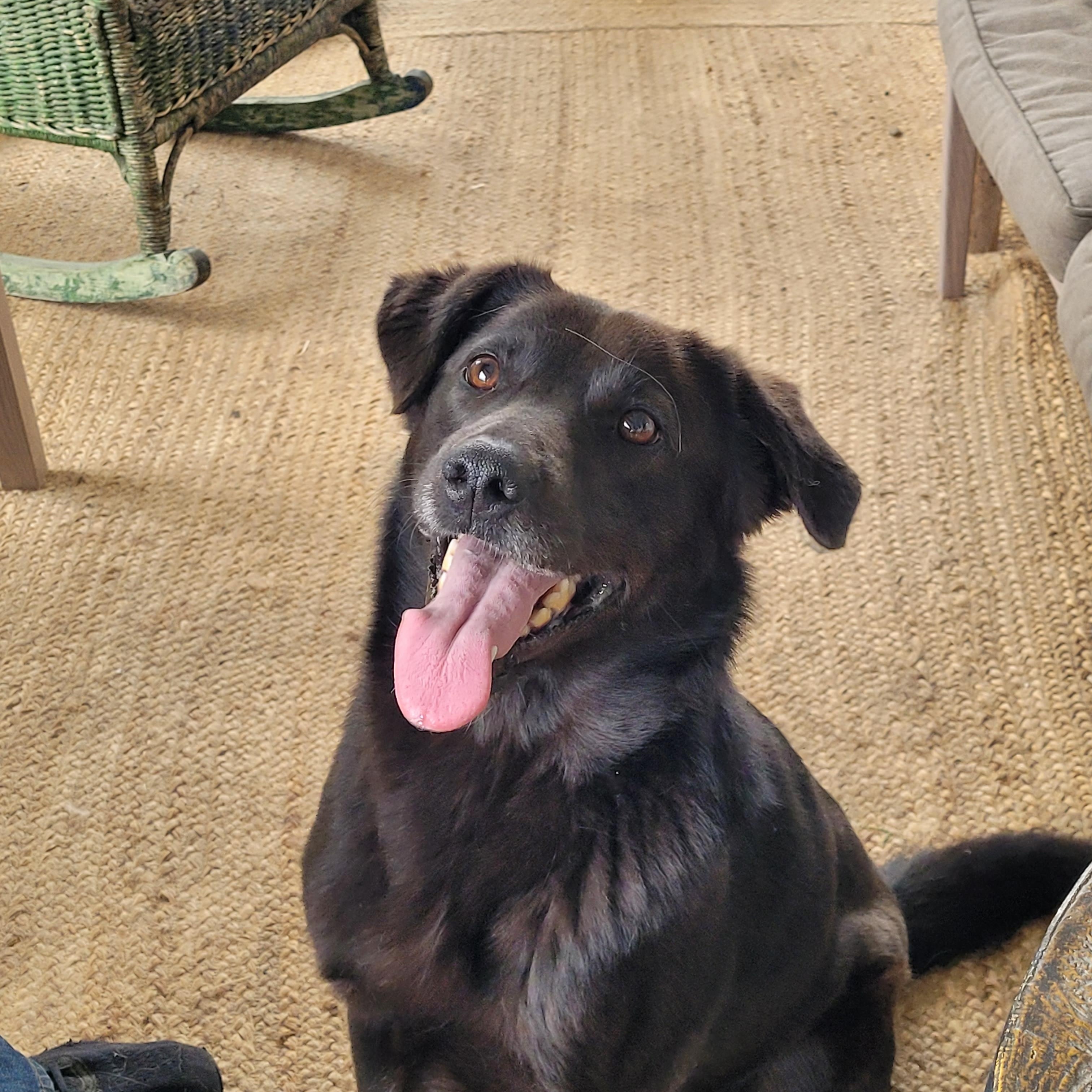 Harley, a ADOPTABLE mixed breed in Lacombe, AB image 1/5