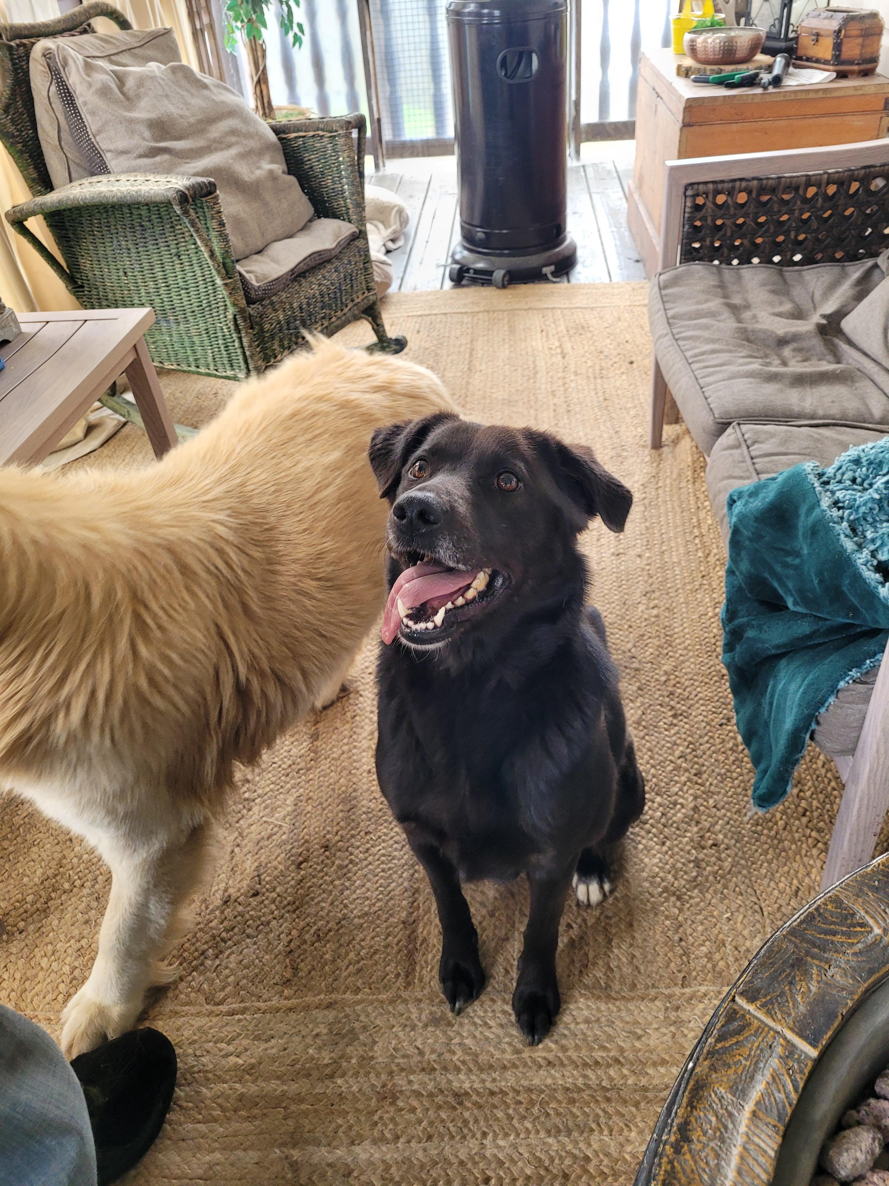 Harley, a ADOPTABLE mixed breed in Lacombe, AB image 5/5