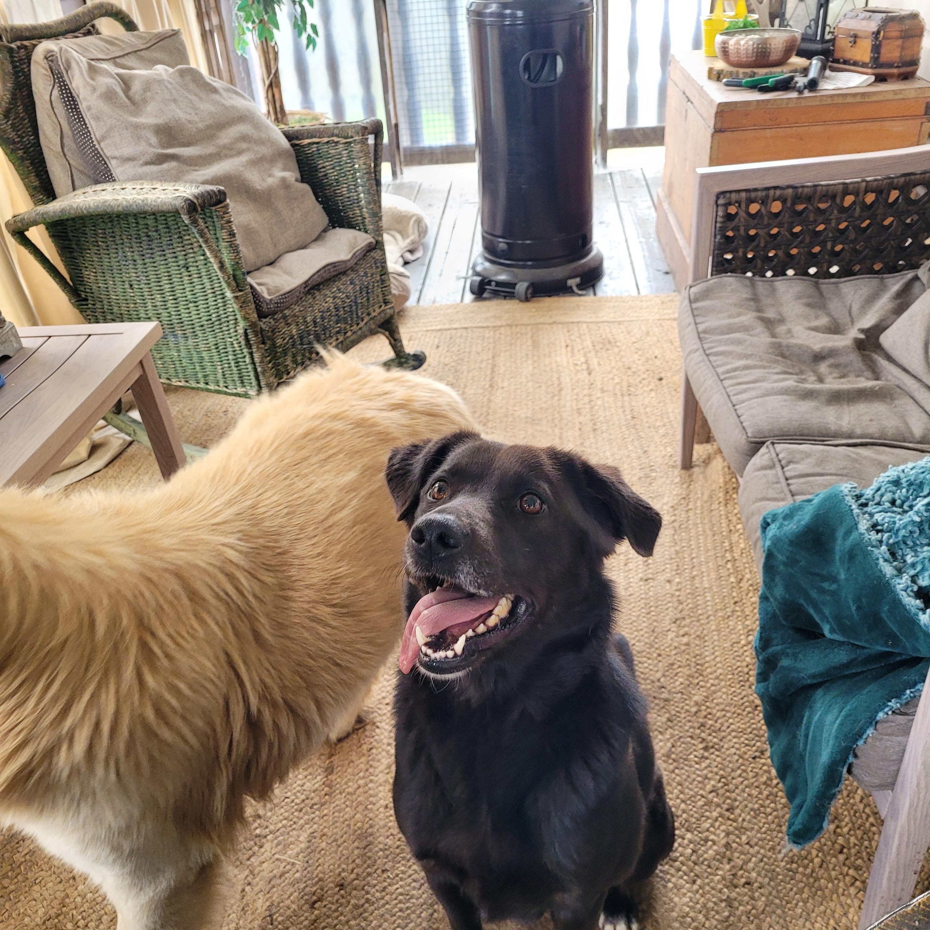 Enlarge Harley, a ADOPTABLE mixed breed in Lacombe, AB image 5/5