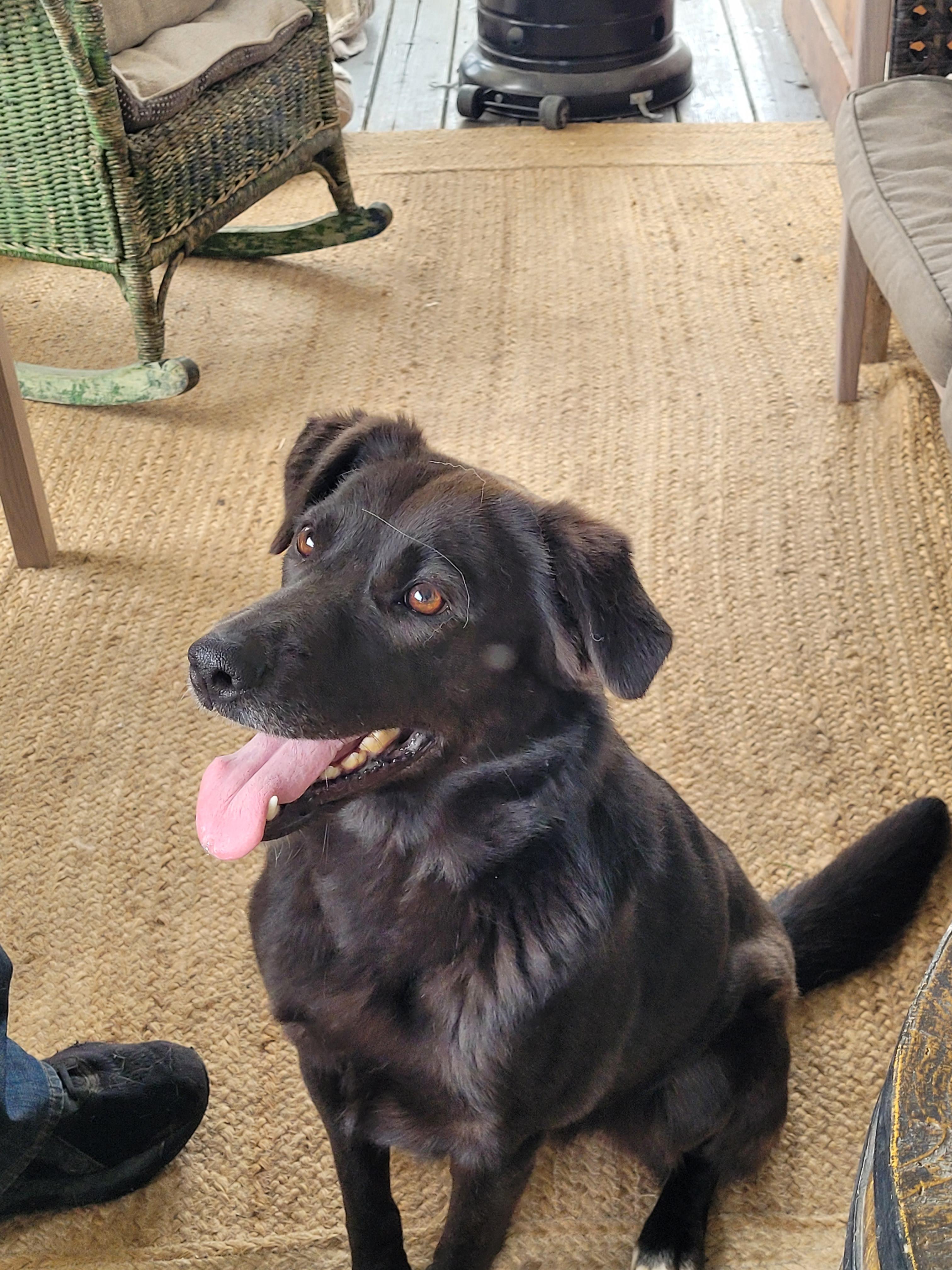 Harley, a ADOPTABLE mixed breed in Lacombe, AB image 4/5