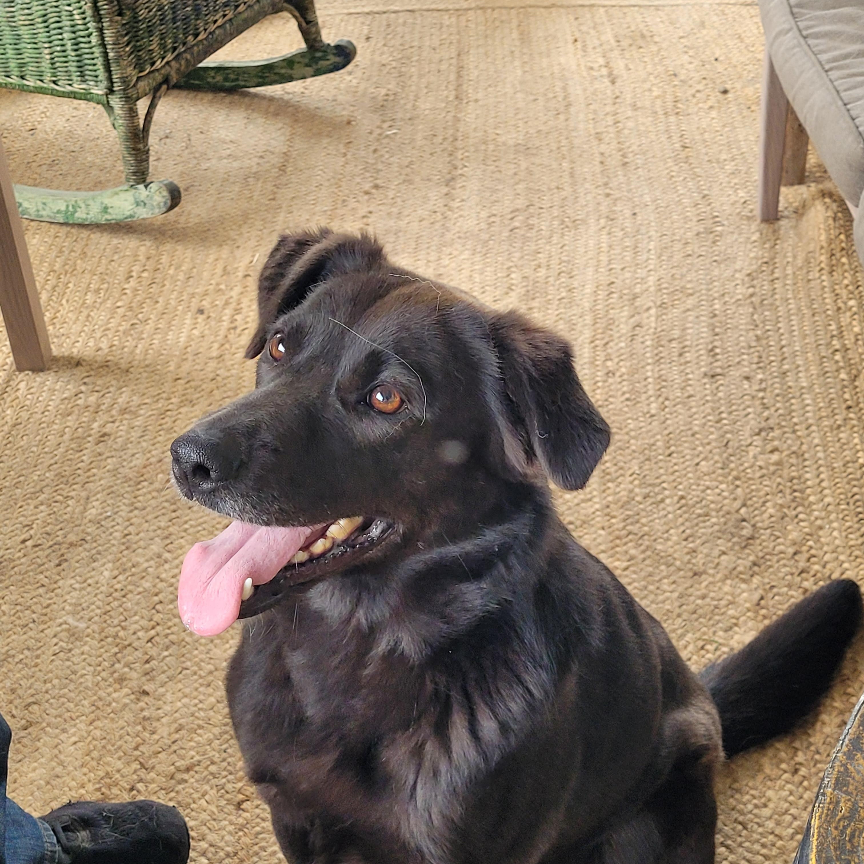 Enlarge Harley, a ADOPTABLE mixed breed in Lacombe, AB image 4/5