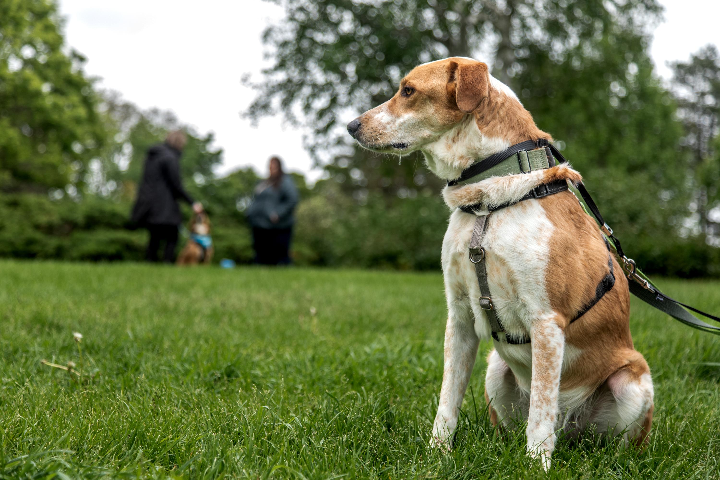 Dexter, a ADOPTABLE mixed breed in Mississauga, ON image 1/6