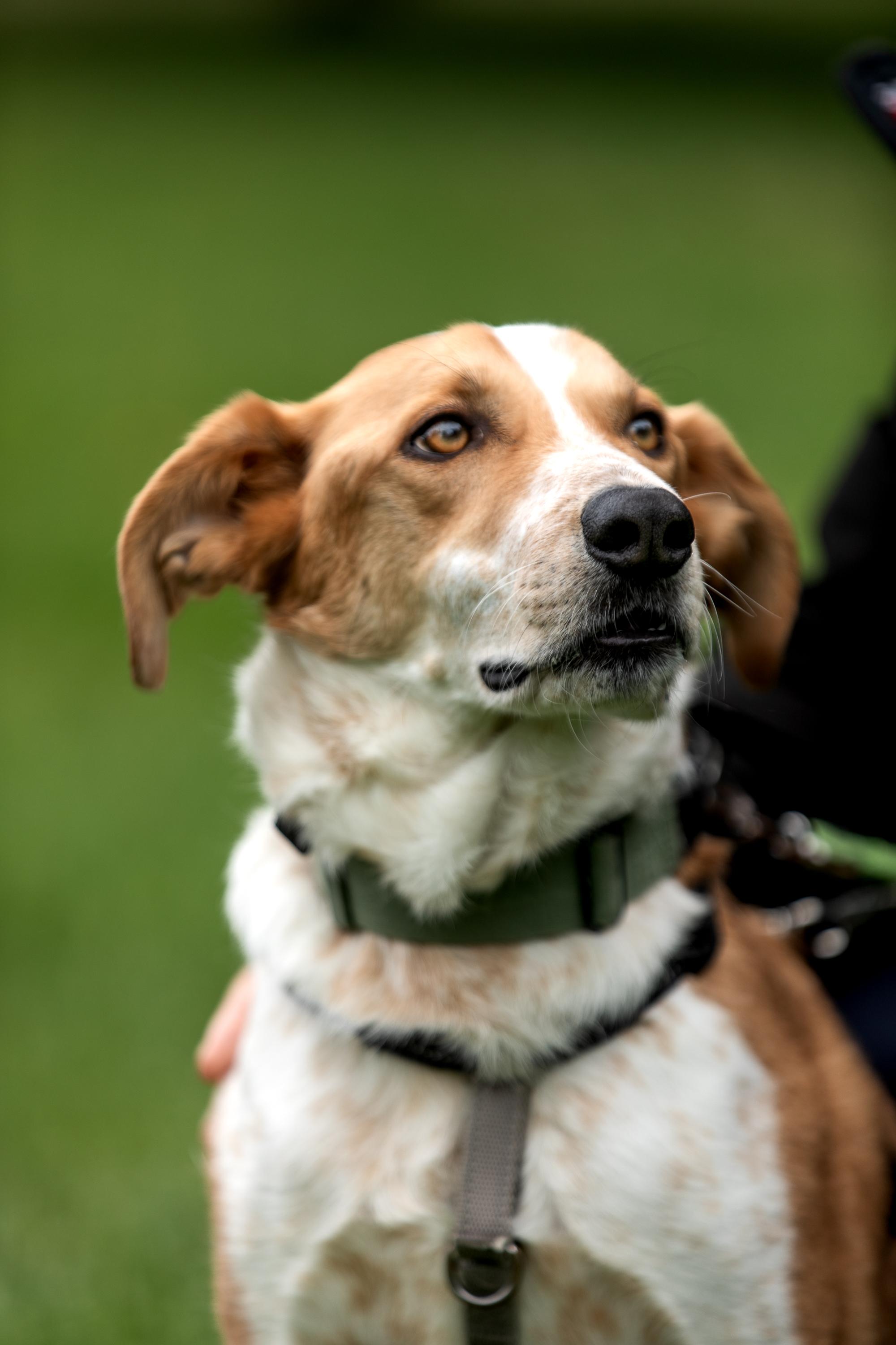 Dexter, a ADOPTABLE mixed breed in Mississauga, ON image 3/6