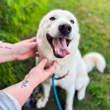Enlarge Della, a Adoptable Husky in Baltimore, MD image 1/2