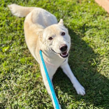 Enlarge Della, a Adoptable Husky in Baltimore, MD image 2/2