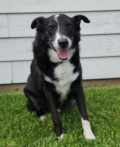 Toby, ADOPTABLE, Adult Male Border Collie.