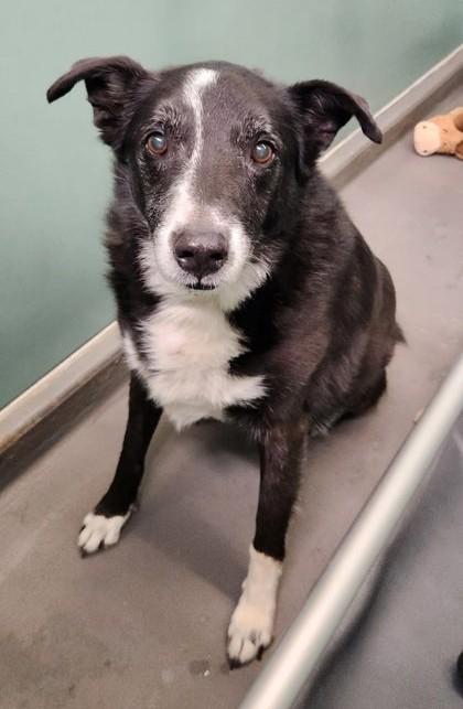 Toby, ADOPTABLE, Adult Male Border Collie.