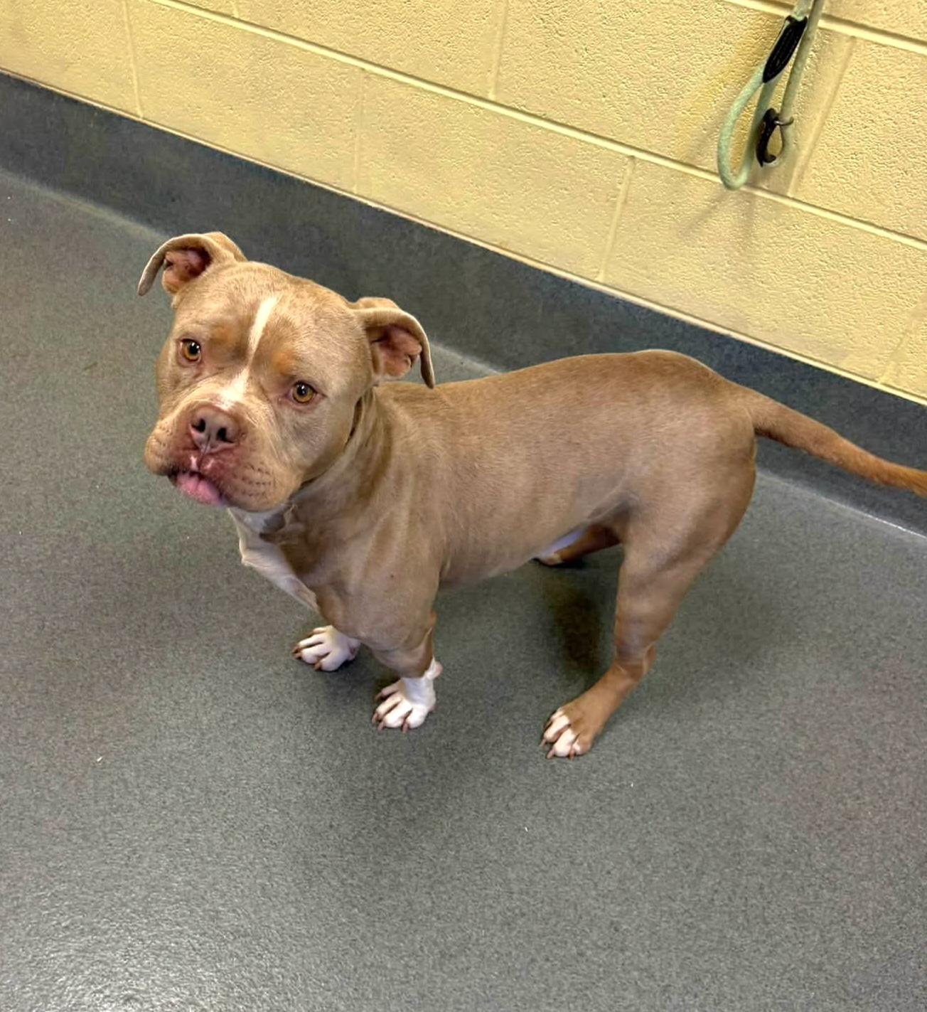 Enlarge Blu, a Adoptable Pit Bull Terrier in Amherst, VA image 6/6