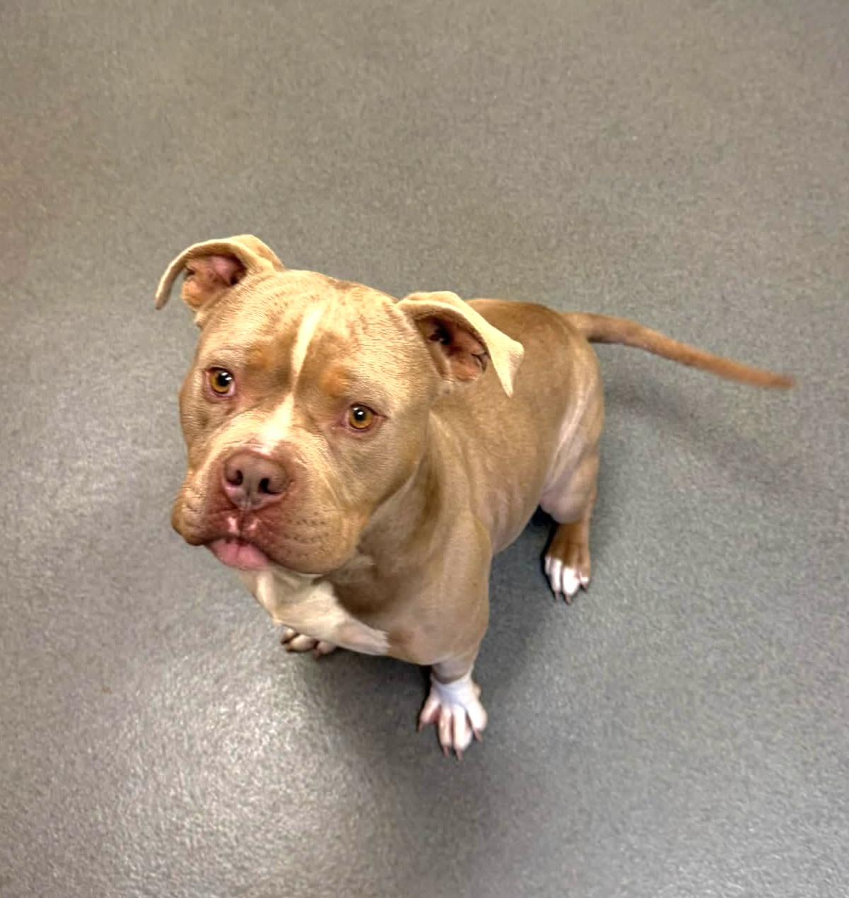 Enlarge Blu, a Adoptable Pit Bull Terrier in Amherst, VA image 4/6