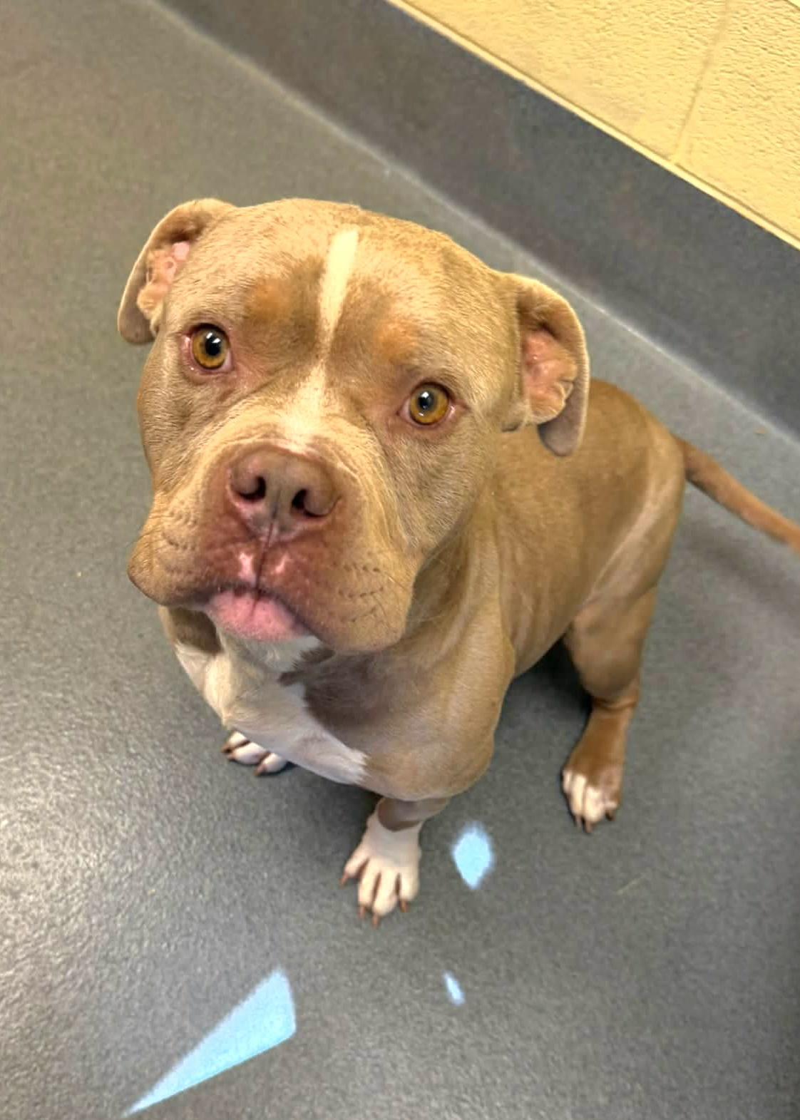 Enlarge Blu, a Adoptable Pit Bull Terrier in Amherst, VA image 3/6
