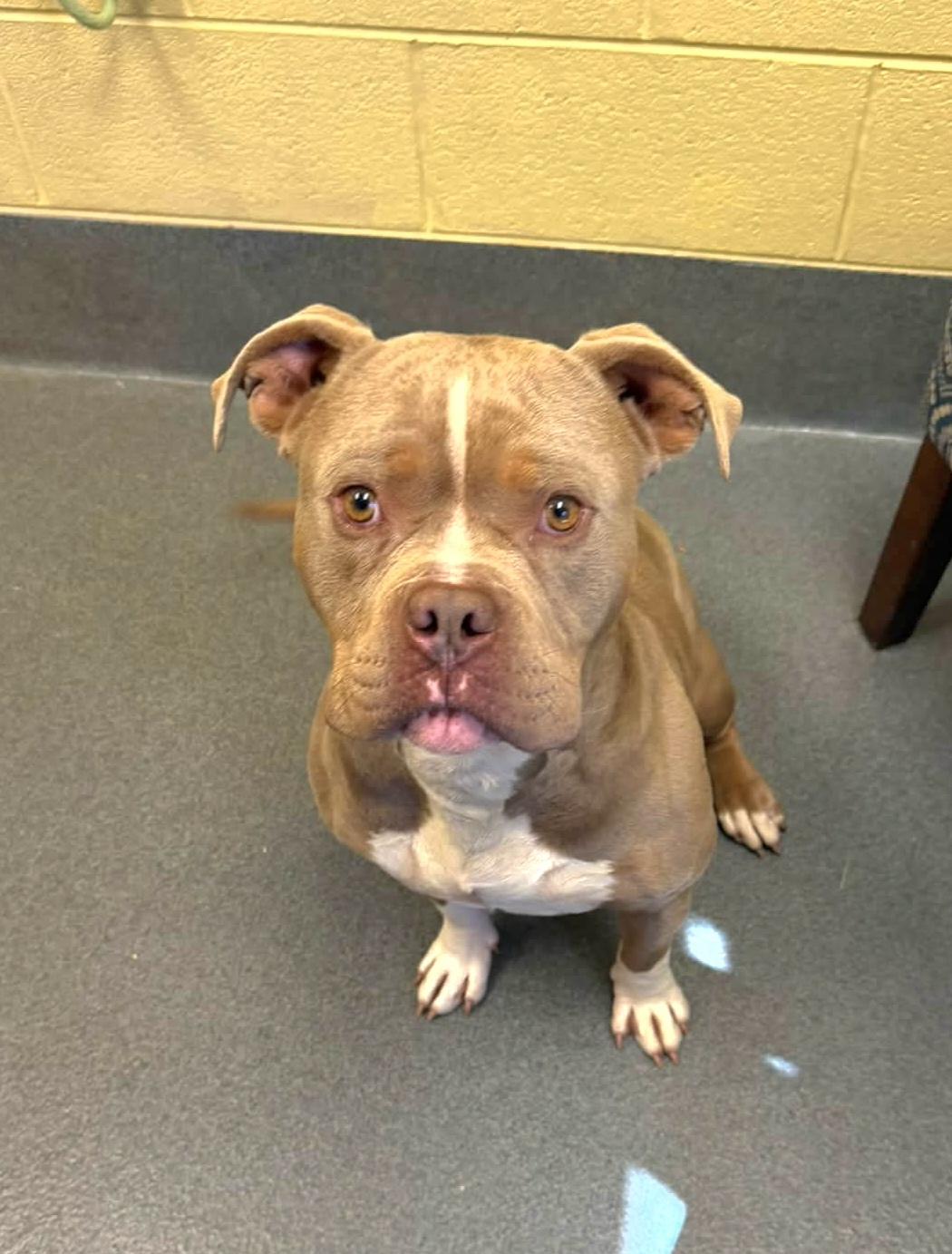 Enlarge Blu, a Adoptable Pit Bull Terrier in Amherst, VA image 5/6