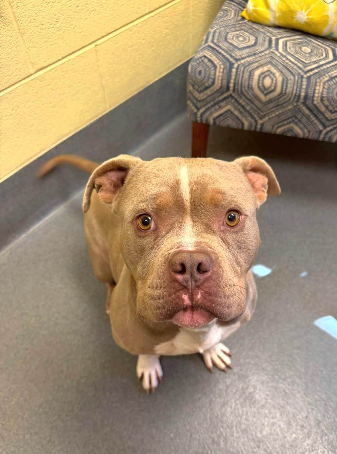 Enlarge Blu, a Adoptable Pit Bull Terrier in Amherst, VA image 2/6