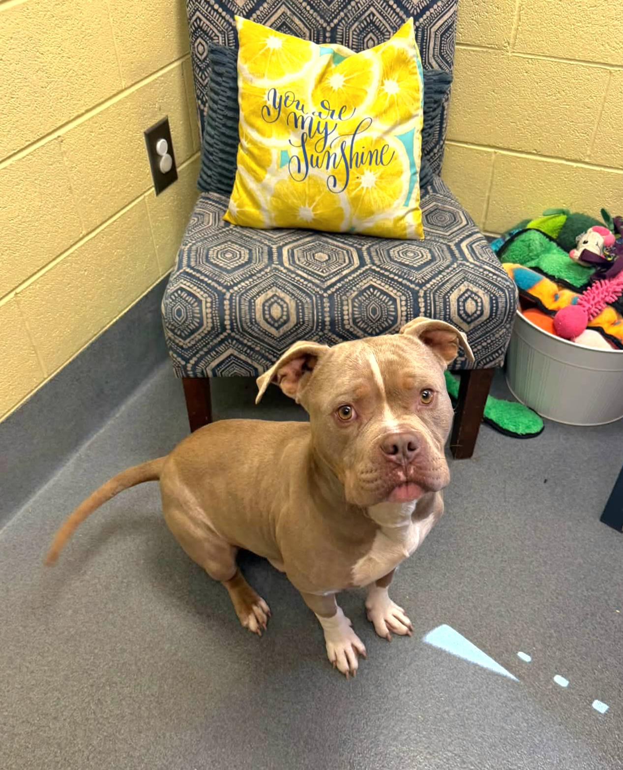 Enlarge Blu, a Adoptable Pit Bull Terrier in Amherst, VA image 1/6