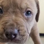 Enlarge Gingerbread, an adopted mixed breed in Edgewood, NM image 1/1